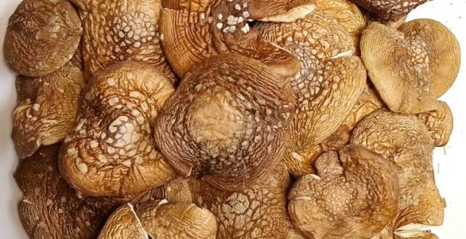 МУХОМОР ПАНТЕРНЫЙ