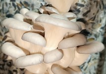 Грибы вешенки свежие