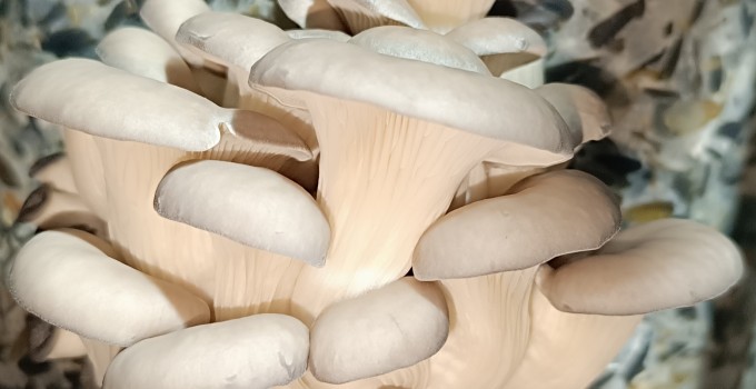 Грибы вешенки свежие