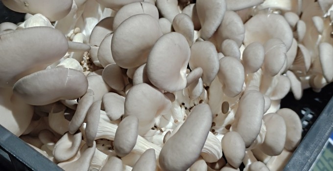 Грибы вешенки свежие