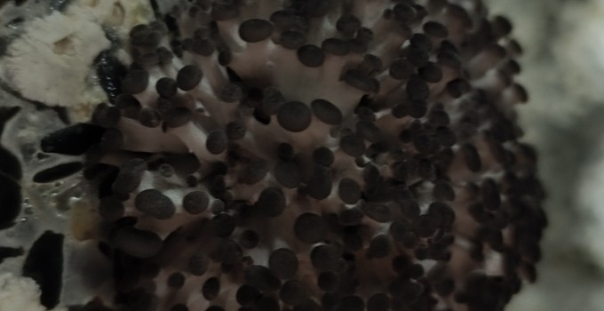 Грибы вешенки свежие