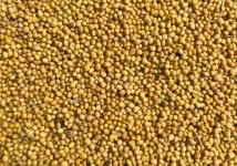 Продам горчицу