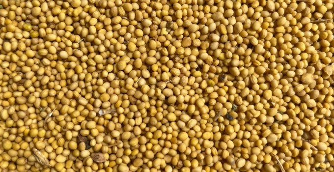 Продам горчицу