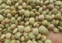 Чечевица зеленая 6+ мм