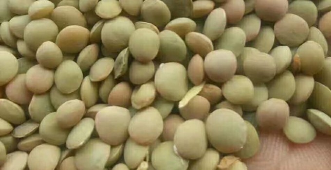 Чечевица зеленая 6+ мм