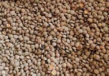 Чечевица красная: оптовые поставки