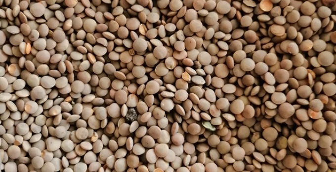 Чечевица красная: оптовые поставки