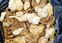 Продам мухомор