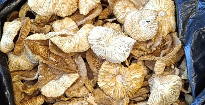 Продам грибы