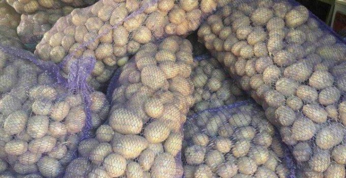 Картофель оптом с хозяйств. Сертификаты. Доставка по РФ