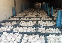 Чеснок, лучшая цена месяца от Agrovia с доставкой