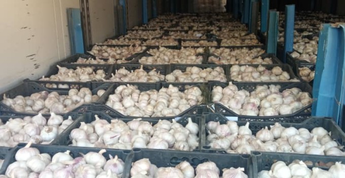 Чеснок, лучшая цена месяца от Agrovia с доставкой