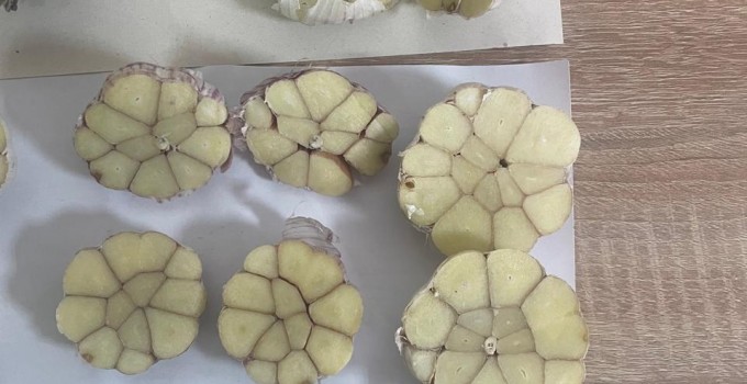 Чеснок, лучшая цена месяца от Agrovia с доставкой