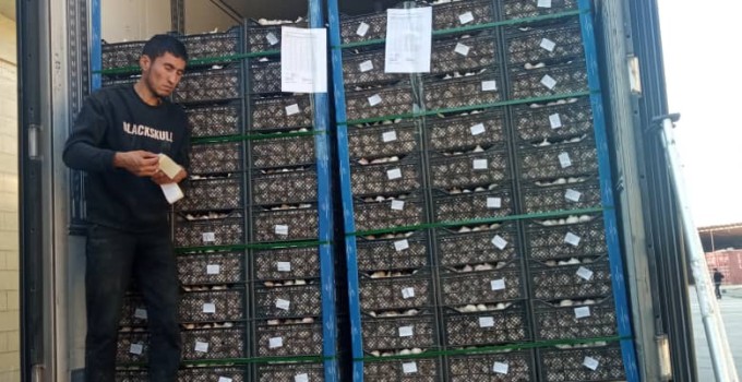 Чеснок, лучшая цена месяца от Agrovia с доставкой