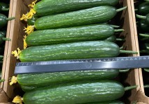 Тепличный Огурец Гладкий Мева