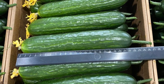 Тепличный Огурец Гладкий Мева