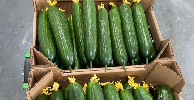 Тепличный Огурец Гладкий Мева