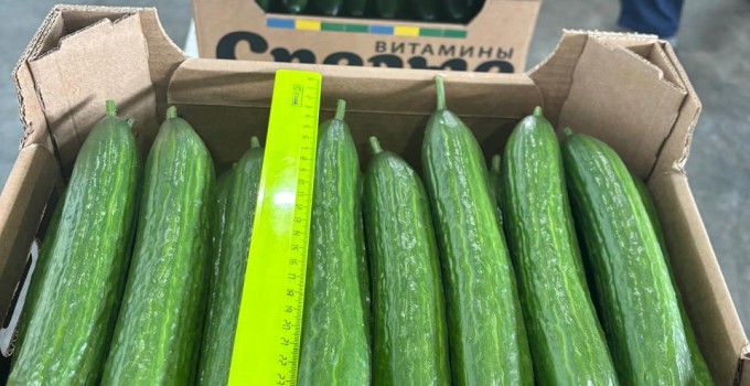Тепличный Огурец Гладкий Мева