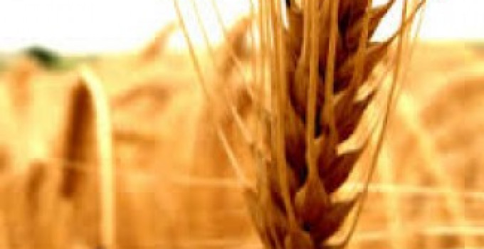 Семена озимой мягкой пшеницы сорт Танаис ЭС/РС1/РС2, Ростовская обл