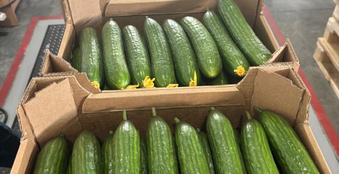 Тепличный Огурец Гладкий Мева