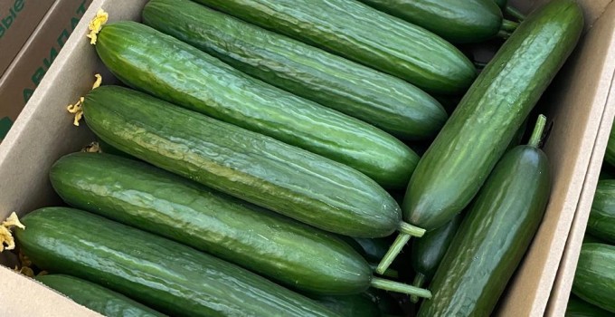 Тепличный Огурец Гладкий Мева