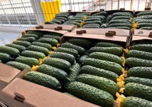 Огурец тепличный колючий короткоплодный Бъёрн