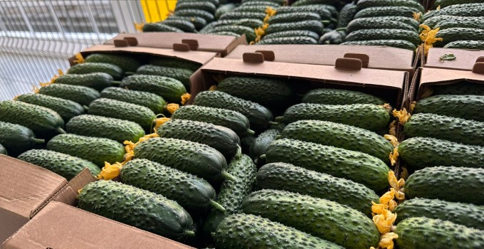 Огурец тепличный колючий короткоплодный Бъёрн