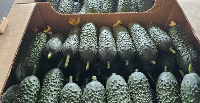 Огурец тепличный колючий короткоплодный Бъёрн