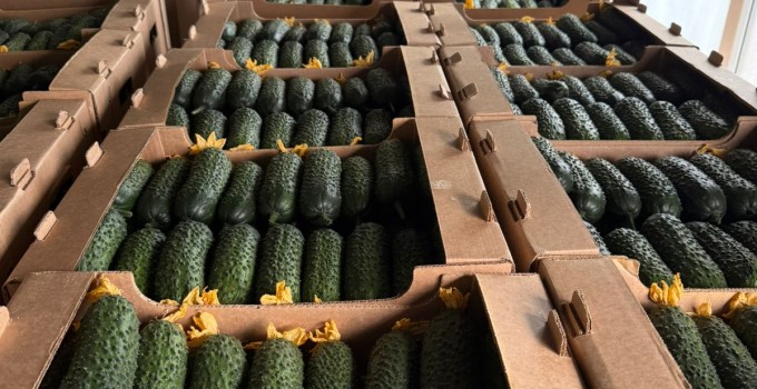 Огурец тепличный колючий короткоплодный Бъёрн