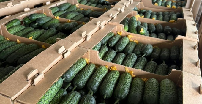 Огурец тепличный колючий короткоплодный Бъёрн