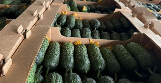 Огурец тепличный колючий короткоплодный Бъёрн