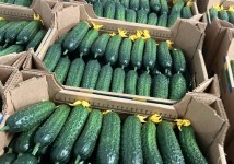 Огурец тепличный колючий короткоплодный Валигора