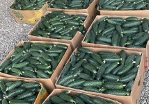 Огурец грунтовой колючий короткоплодный