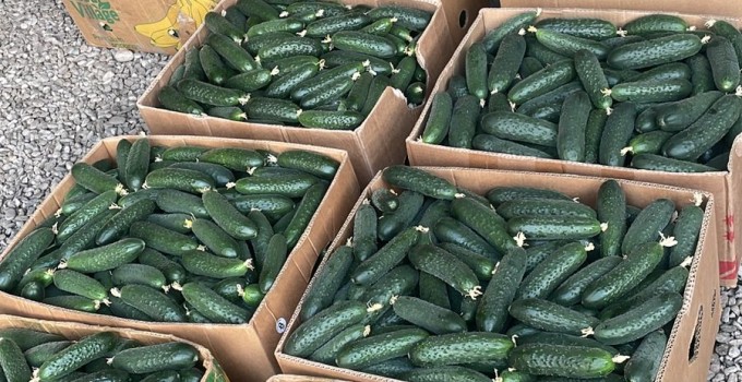 Огурец грунтовой колючий короткоплодный