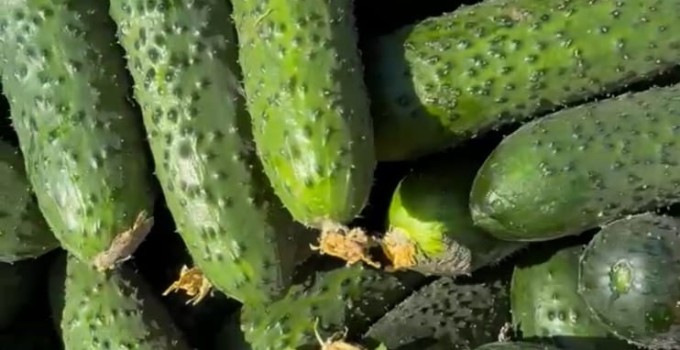 Огурец грунтовой колючий короткоплодный