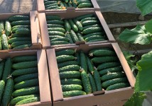 Тепличный Огурец ТСХ (Атлет, Эстафета, Пчелка)