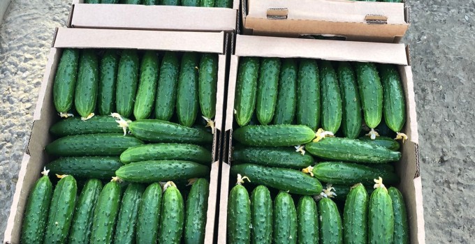 Тепличный Огурец ТСХ (Атлет, Эстафета, Пчелка)