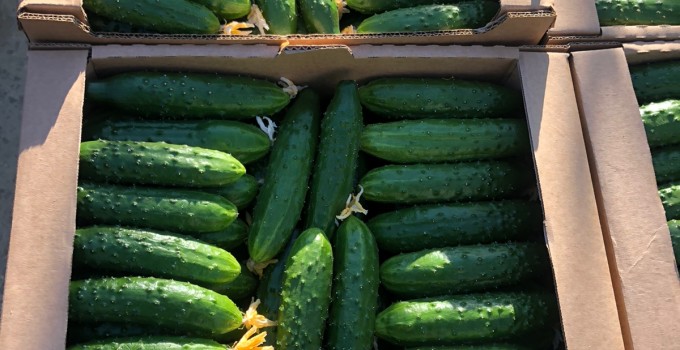 Тепличный Огурец ТСХ (Атлет, Эстафета, Пчелка)