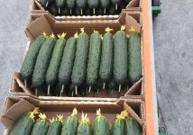 Огурец тепличный колючий среднеплодный Святогор Премиум