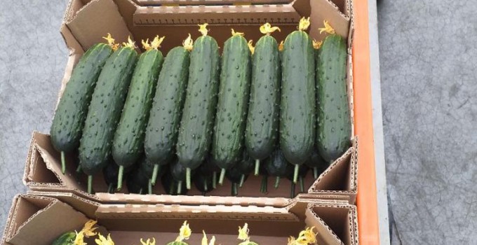 Огурец тепличный колючий среднеплодный Святогор Премиум