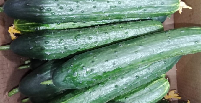 Огурец тепличный колючий среднеплодный Святогор Премиум