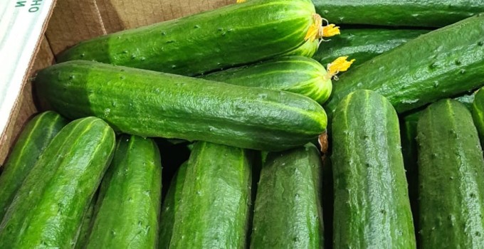 Огурец тепличный колючий среднеплодный Святогор Премиум