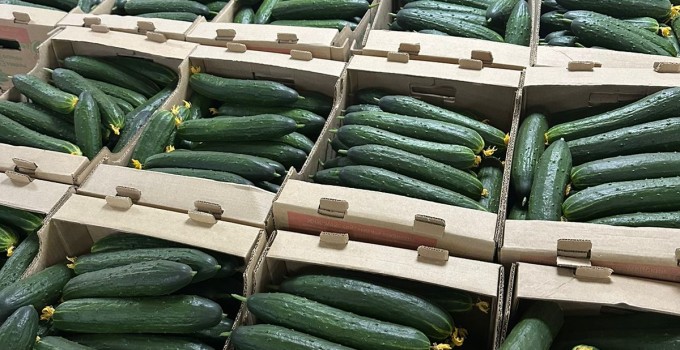 Огурец тепличный колючий среднеплодный Святогор Премиум