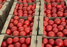 Томат розовый тепличный