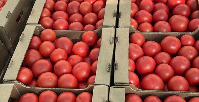 Томат розовый тепличный