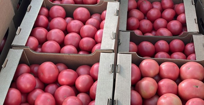 Томат розовый тепличный