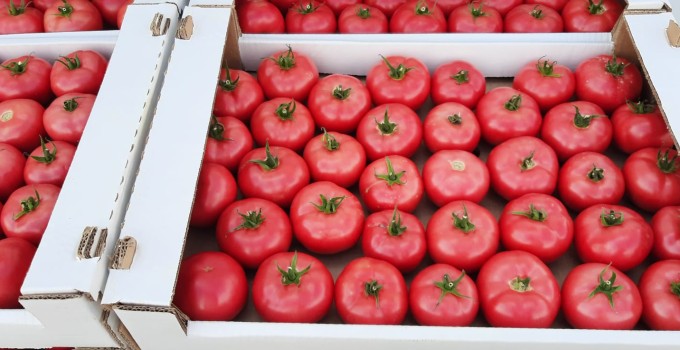 Томат розовый тепличный