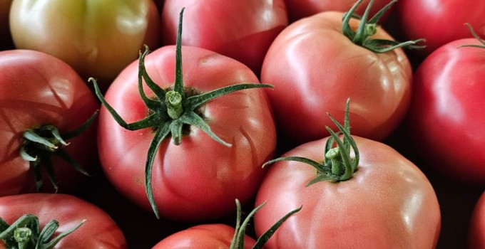 Томат розовый тепличный