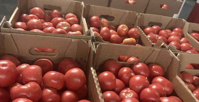 Томат розовый тепличный