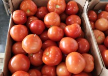 Томат среднеплодный круглый красный